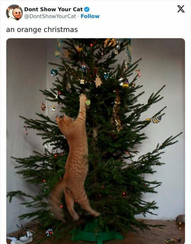 They Love Christmas (25 pics) They Love Christmas (25 pics)