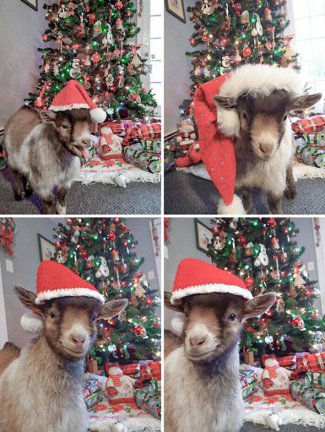 They Love Christmas (25 pics) They Love Christmas (25 pics)