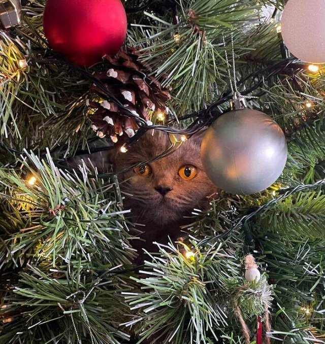 They Love Christmas (25 pics) They Love Christmas (25 pics)