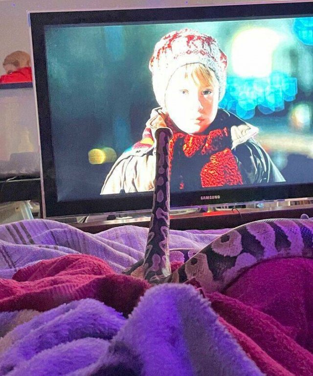 They Love Christmas (25 pics)