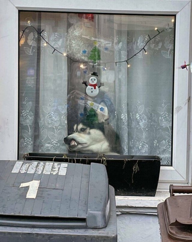 They Love Christmas (25 pics)
