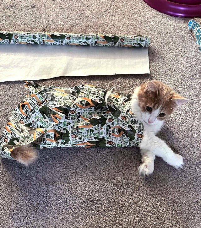 They Love Christmas (25 pics)