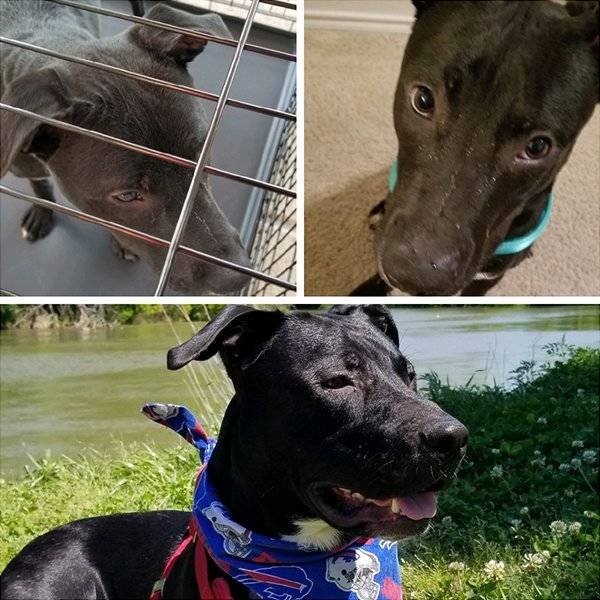Pets Before And After Adoption (32 pics)