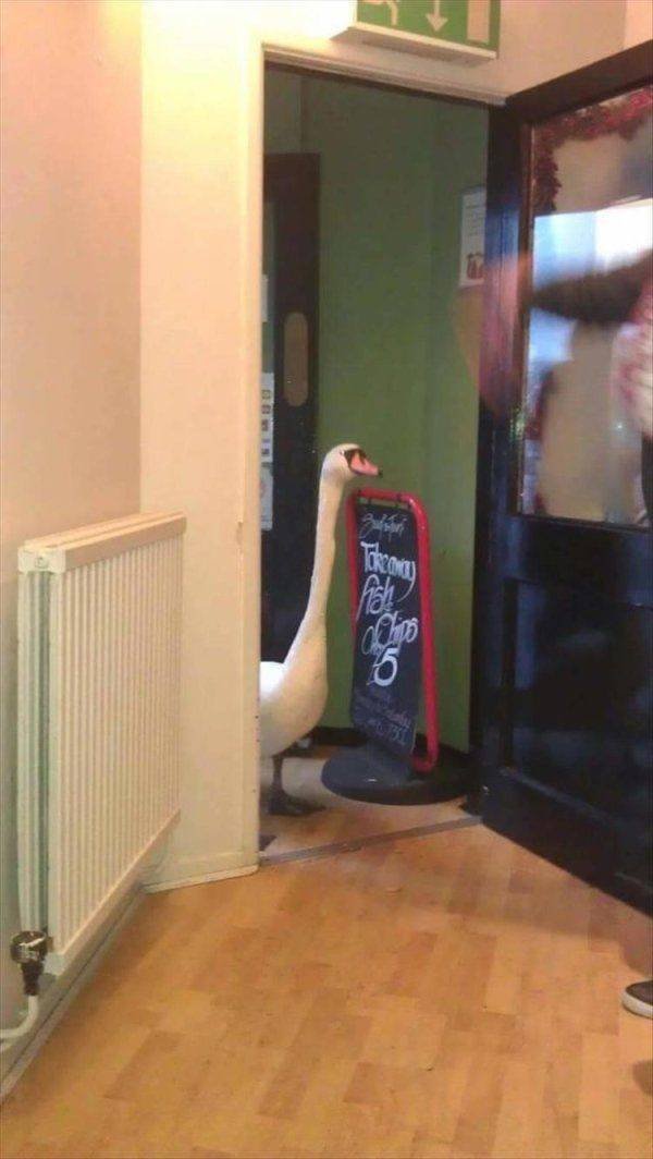 Funny Animals (53 pics)