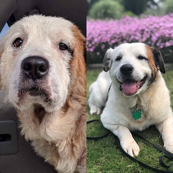 Pets Before And After Adoption (32 pics)