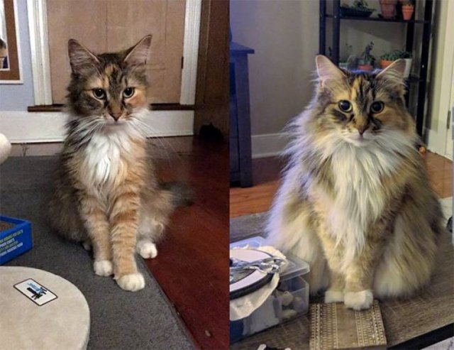 Pets Before And After Adoption (32 pics)