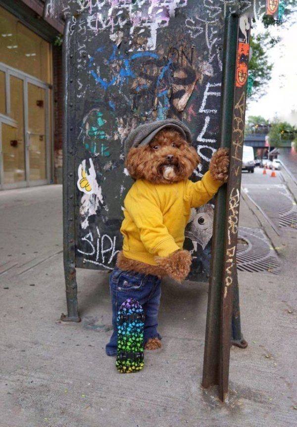 Funny Animals (53 pics)