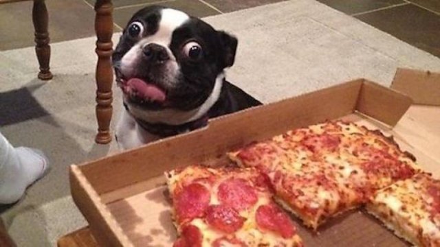 Funny Animals (53 pics)