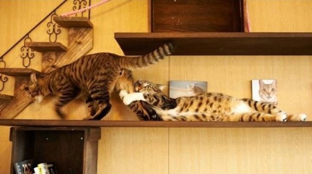 Funny Animals (53 pics)