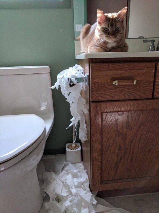 Funny Animals (53 pics)