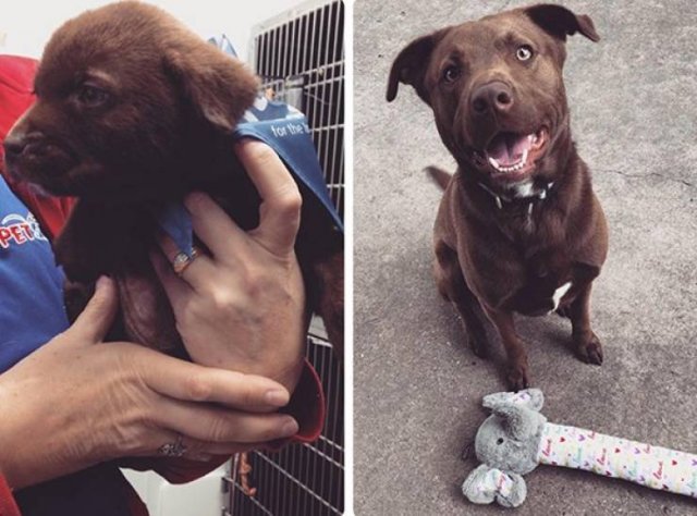 Pets Before And After Adoption (32 pics)
