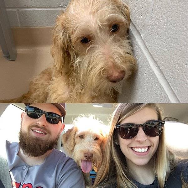 Pets Before And After Adoption (32 pics)