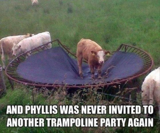 Funny Animals (53 pics)