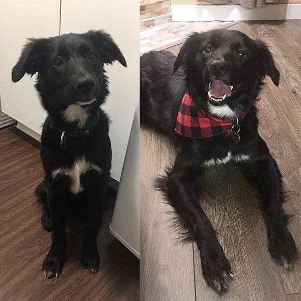 Pets Before And After Adoption (32 pics)