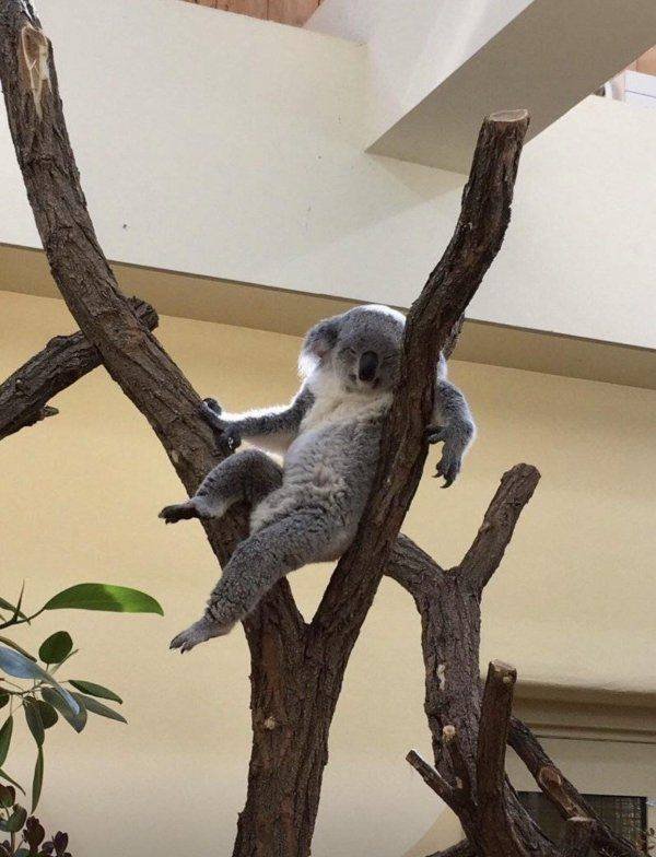 Funny Animals (53 pics)