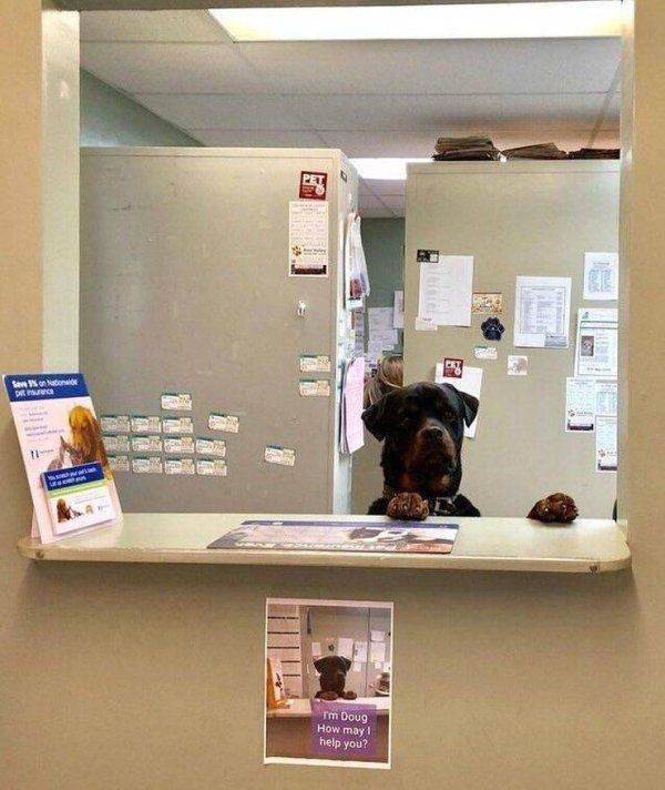 Funny Animals (53 pics)