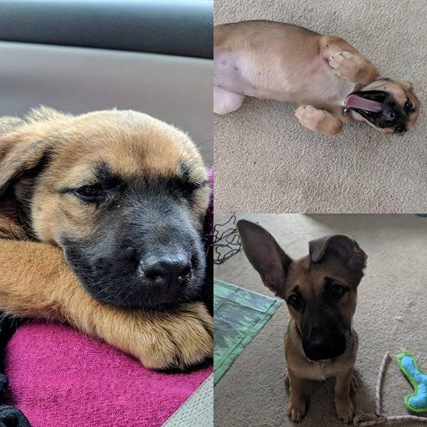Pets Before And After Adoption (32 pics)