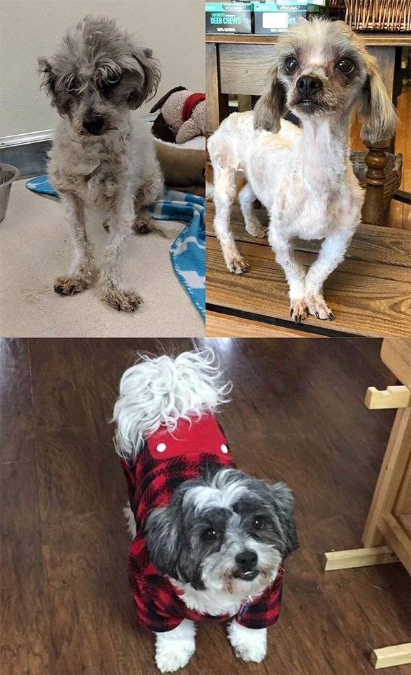 Pets Before And After Adoption (32 pics)