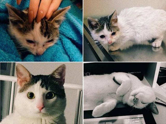Pets Before And After Adoption (32 pics)