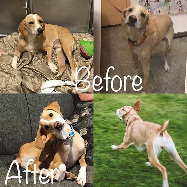 Pets Before And After Adoption (32 pics)