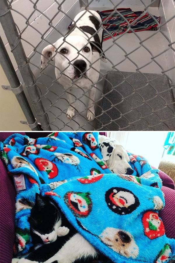 Pets Before And After Adoption (32 pics)
