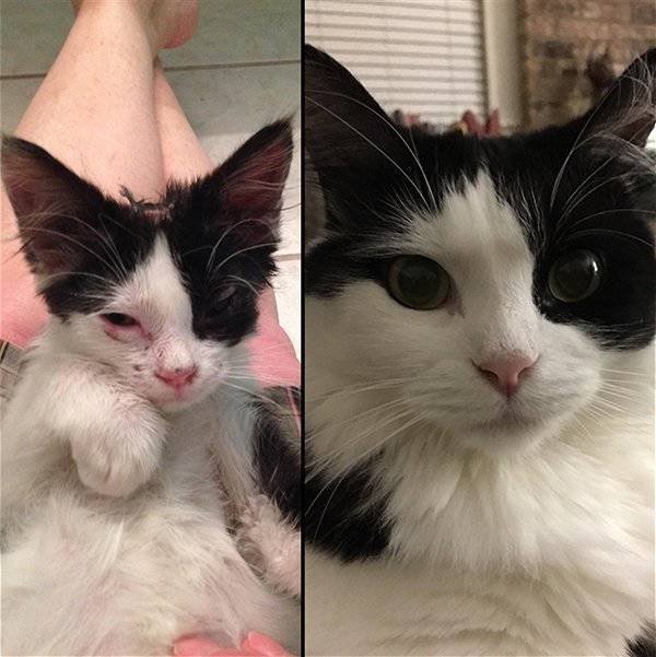 Pets Before And After Adoption (32 pics)