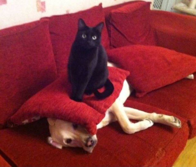 Funny Animals (53 pics)