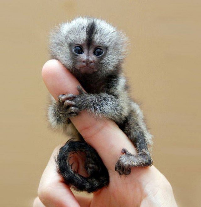 Funny Animals (53 pics)