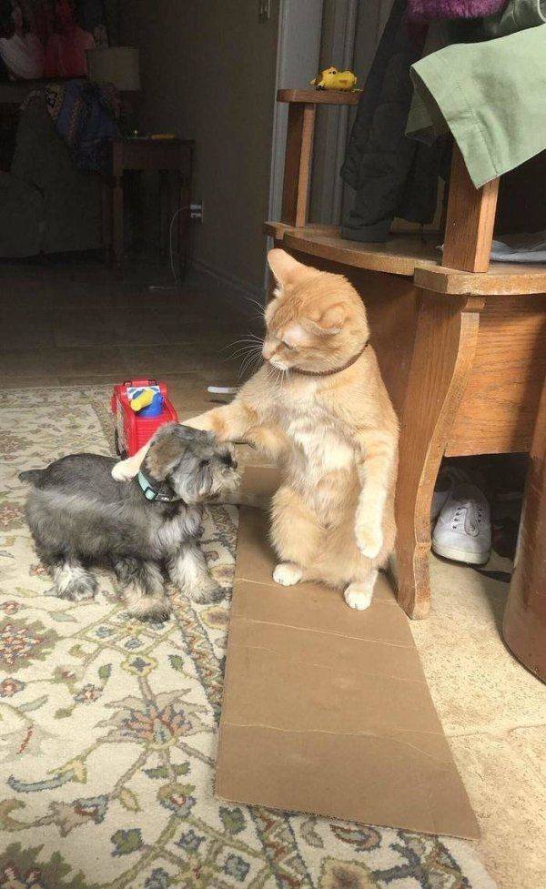 Funny Animals (53 pics)