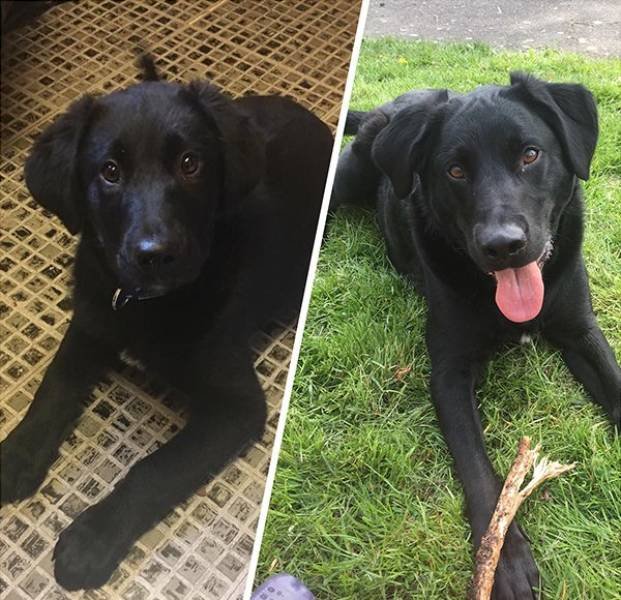 Pets Before And After Adoption (32 pics)