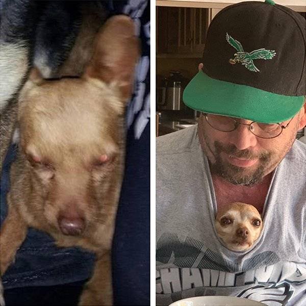 Pets Before And After Adoption (32 pics)