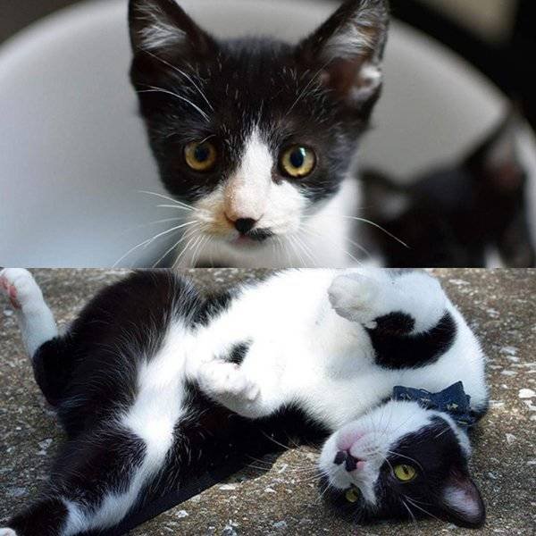 Pets Before And After Adoption (32 pics)