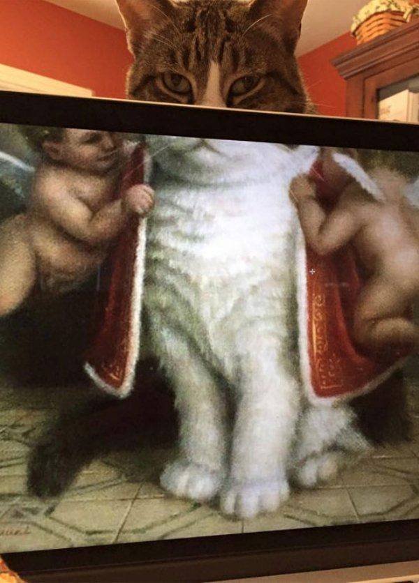 Funny Animals (53 pics)