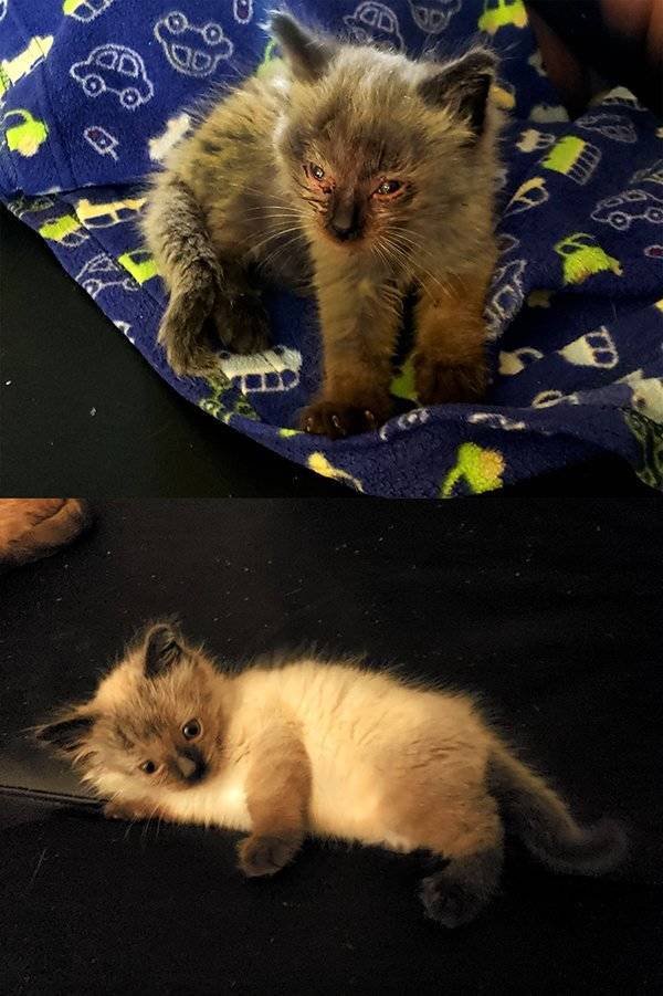 Pets Before And After Adoption (32 pics)
