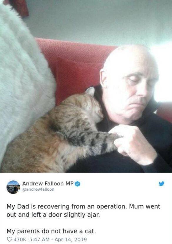 Funny Animals (53 pics)
