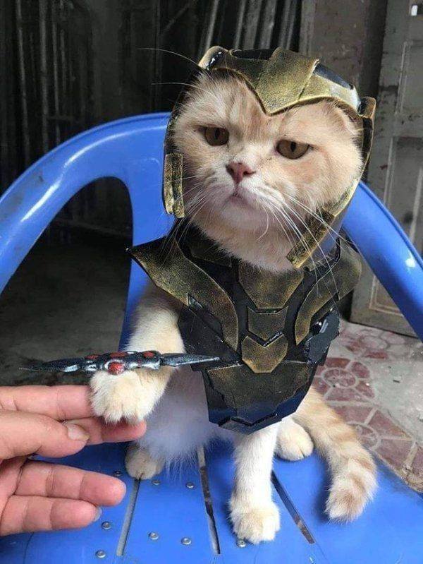 Funny Animals (53 pics)