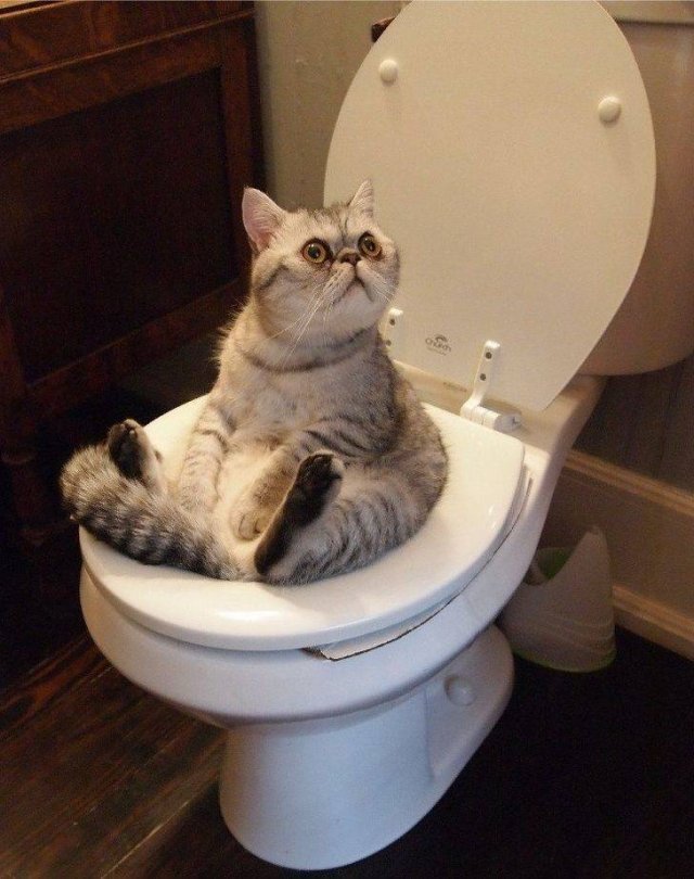 Funny Animals (53 pics)
