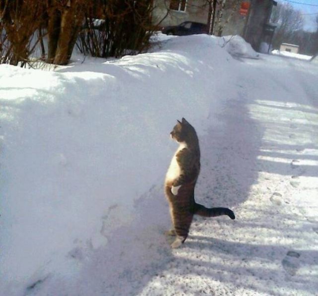 Funny Animals (53 pics)