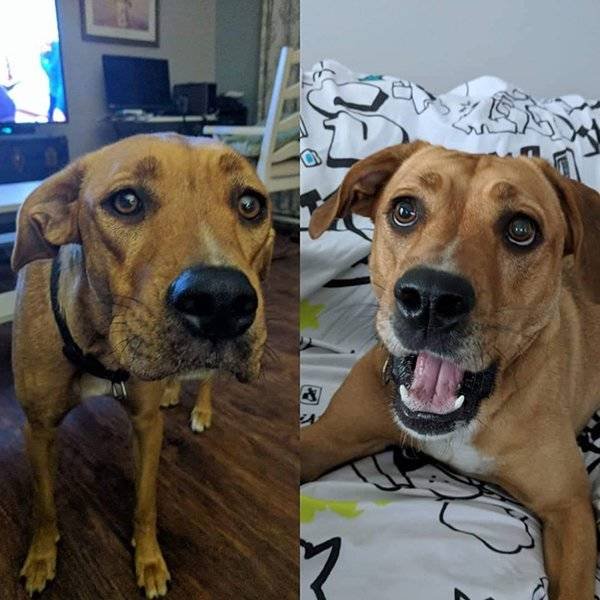 Pets Before And After Adoption (32 pics)