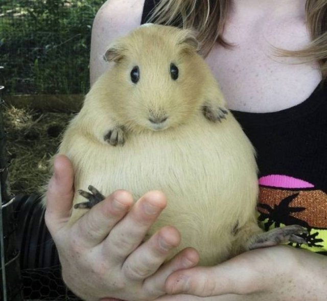 Funny Animals (53 pics)