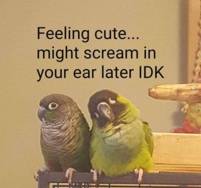 Funny Animals (53 pics)