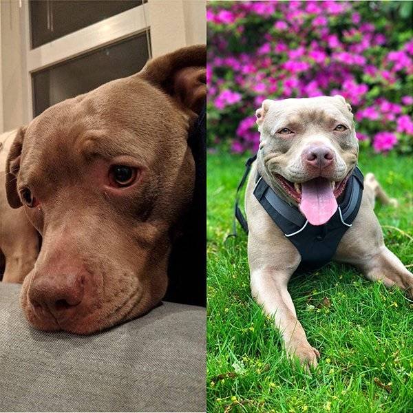 Pets Before And After Adoption (32 pics)