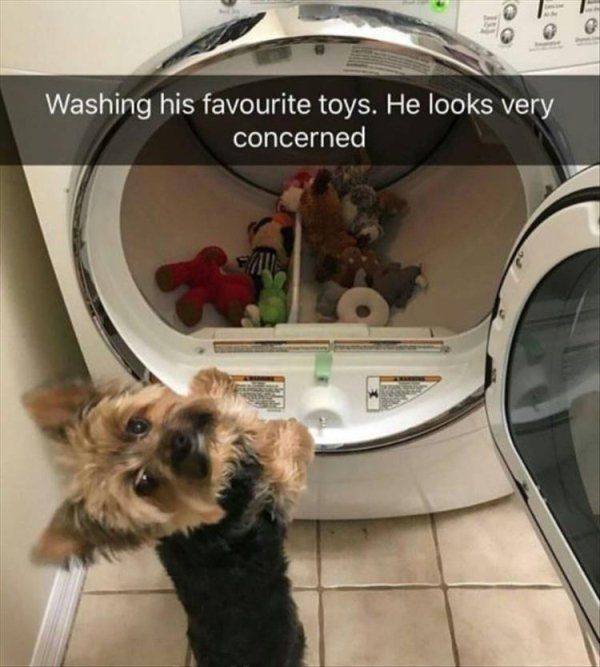 Funny Animals (53 pics)