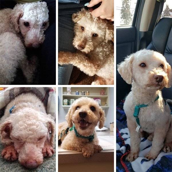 Pets Before And After Adoption (32 pics)