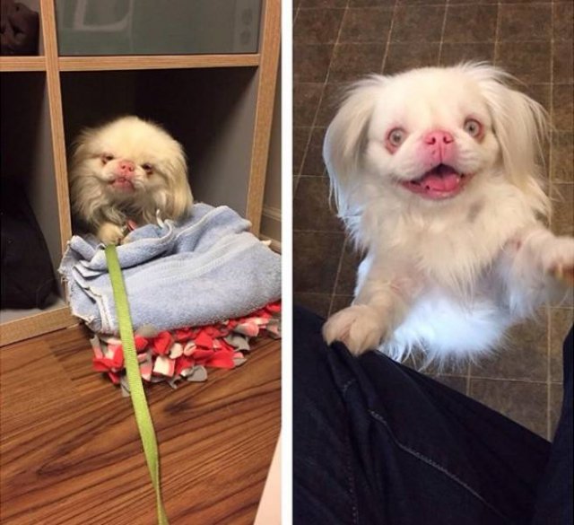 Pets Before And After Adoption (32 pics)