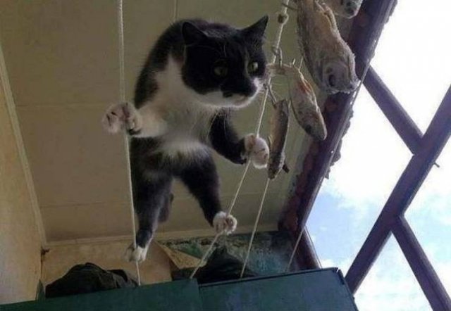 Funny Animals (53 pics)