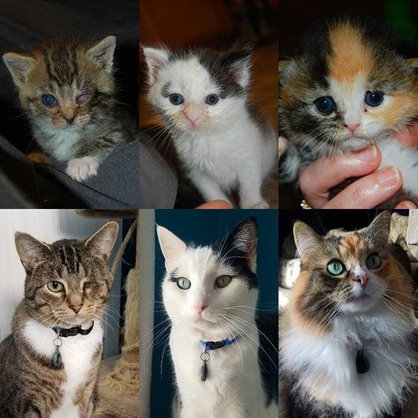 Pets Before And After Adoption (32 pics)