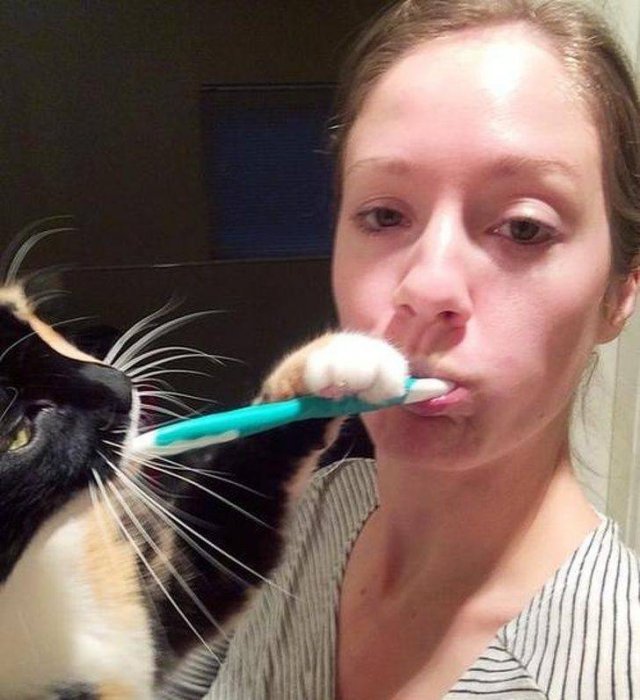Funny Animals (53 pics)