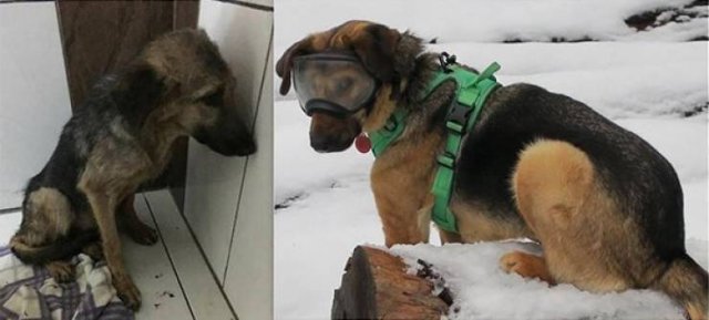 Pets Before And After Adoption (32 pics)