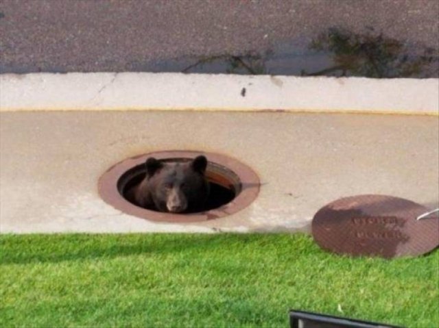 Funny Animals (53 pics)